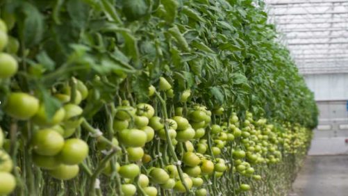 How Artificial Intelligence Can Help You Learn More About Your Greenhouse