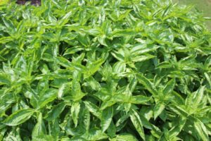 Best of Show Variety