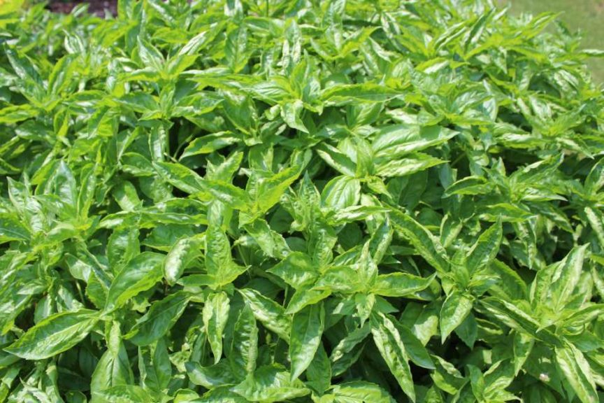 Best of Show Variety