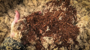 Challenges and Considerations of Using Wood Substrates: Physical Properties