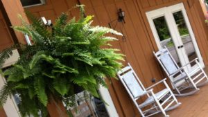 Boston Fern Nevada 