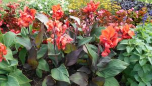 2018 Northeast Floriculture Field Trials Results: Cornell University