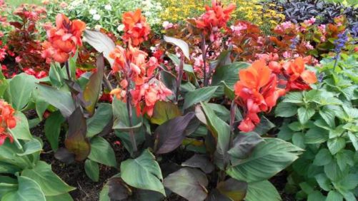 2018 Northeast Floriculture Field Trials Results: Cornell University