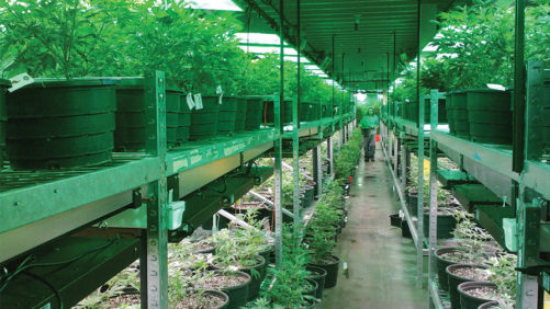 National Association of Cannabis Businesses Adopts Standards for Indoor Cultivation