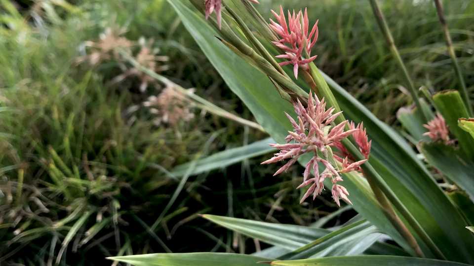 Carex Scaposa 