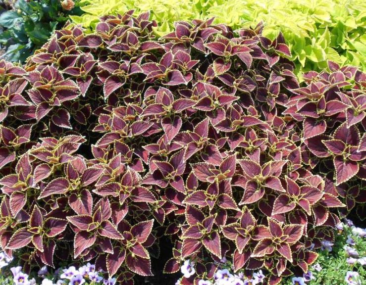 Trial Manager Favorite