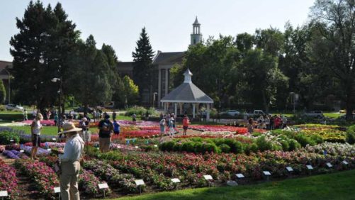 2018 Southwest/West Floriculture Field Trials: Colorado State University