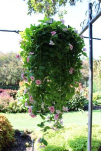 Best of Show Variety