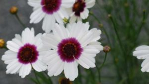 Top Picks for Plants to Produce With Limited Labor