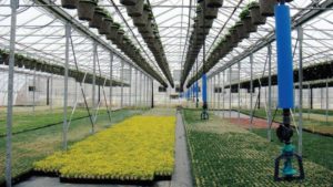 Ways Corso’s Perennials Does More With Less