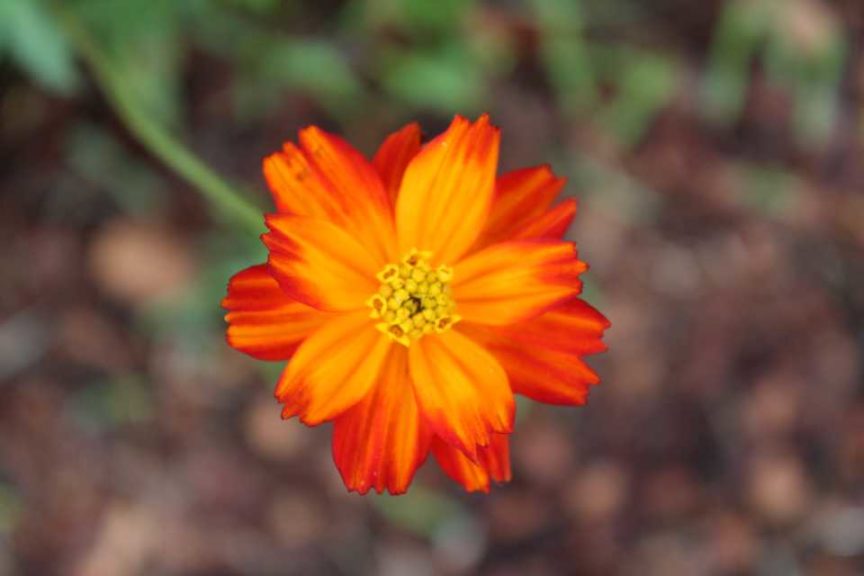 Best of Show Variety