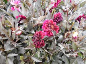 Trial Manager Favorite