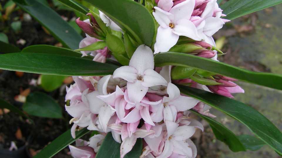 Daphne Perfume Princess 