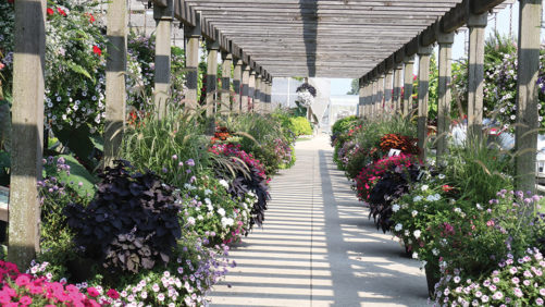 Pest Scouting Tips From a Leading Ornamentals Grower