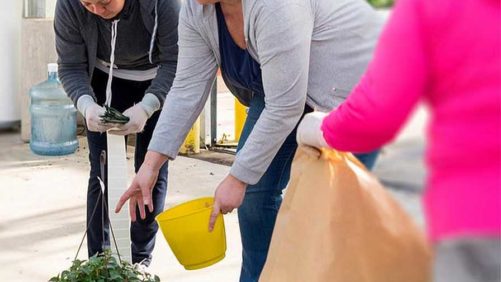 Boost Greenhouse Productivity With Lean Principles