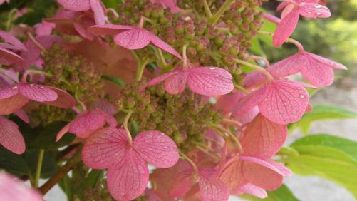 Check Out the 2019 Cut Flowers of the Year