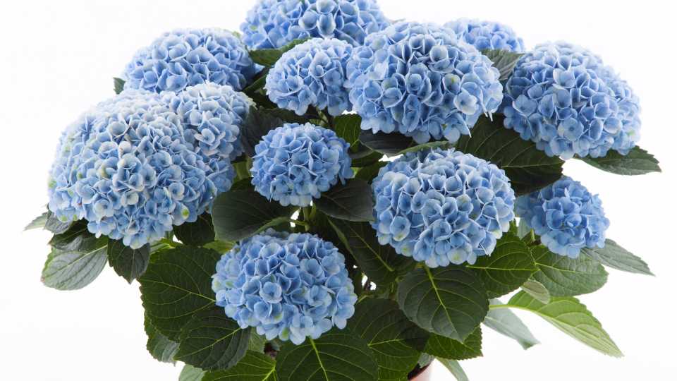 Hydrangea Magical Revolution 