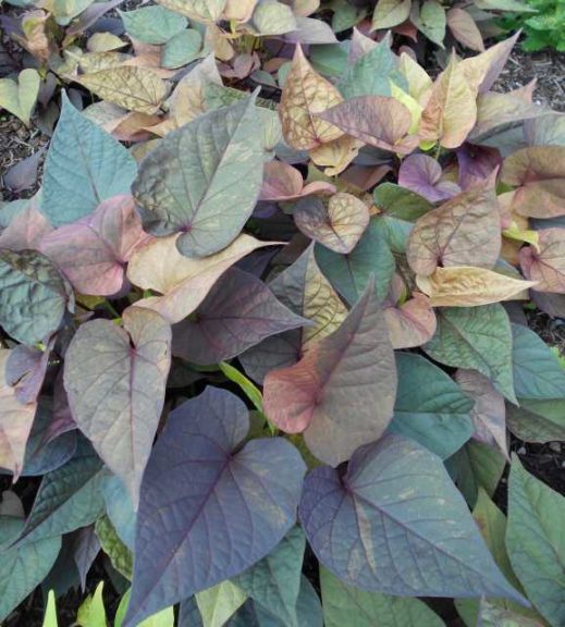 Trial Manager Favorite