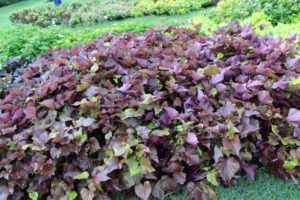 Best of Show Variety