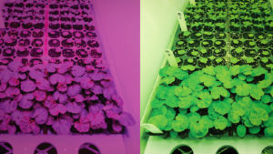 Growing Ornamental Seedlings Under White LEDs
