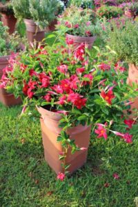 Best of Show Variety