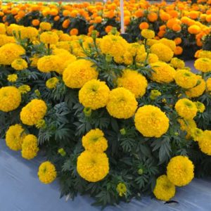 Marigold ‘Big Duck Gold’ (Ameriseed)
