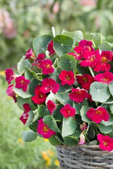 Nasturtium ‘Baby Rose’ (Takii Europe BV)