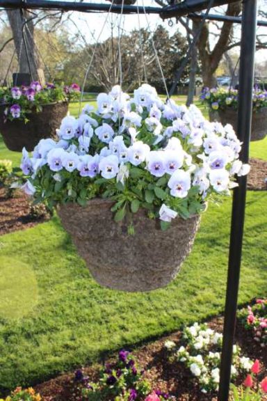 Best of Show Variety