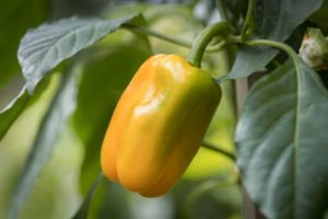 Pepper ‘Just Sweet’ (Seminis Home Garden)