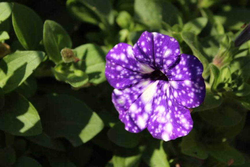 2016 Readers’ Choice Winner: Petunia ‘Headliner Night Sky’ (Selecta)