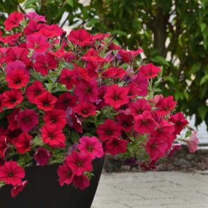 Petunia ‘Wave Carmine Velour’ (PanAmerican Seed)