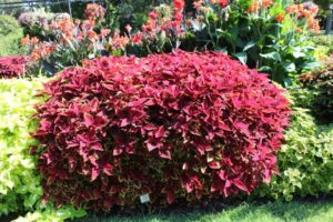 Best of Show Variety