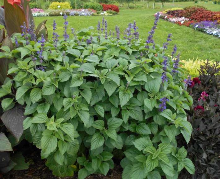 Trial Manager Favorite