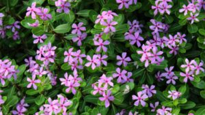 Know Your Plants’ Potential Sensitivity Before Applying PGRs