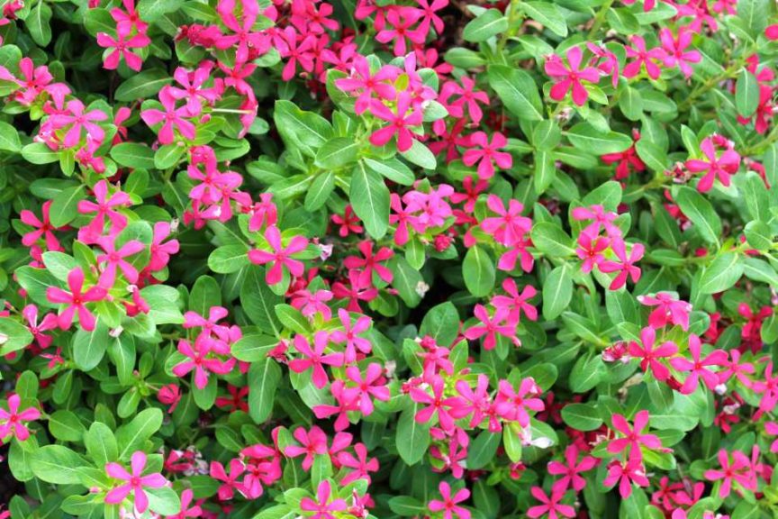 Soiree-Ka-wa-i-i-Vinca-Series_Dallas-Arboretum-2