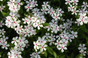 Best of Show Variety