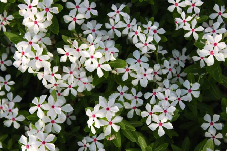 Best of Show Variety