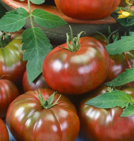 Tomato ‘Chef’s Choice Black’ (Seeds by Design)