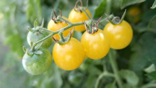 New Greenhouse Tomatoes Among New All-America Selections Winners