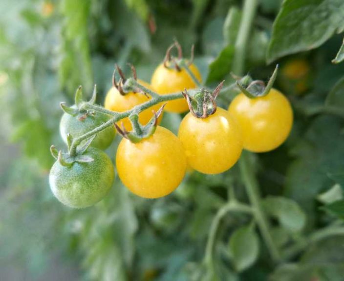 Tomato ‘Fire Fly’ (Seeds by Design)