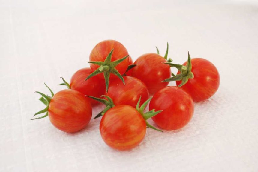 Tomato ‘Sparky’ (A.P. Whaley Seed)