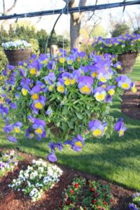 Best of Show Variety