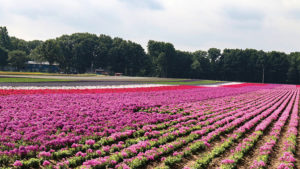 Michigan Garden Plant Tour Explores New Variety Possibilities