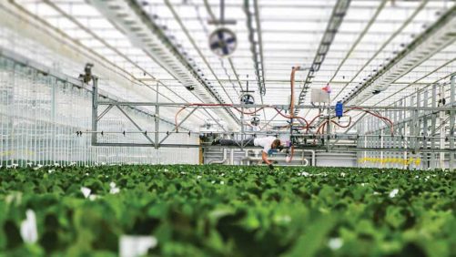 What Is the Current State of Labor in the Greenhouse Industry?
