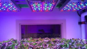 Ways the New Technical Requirement for LEDs Will Affect Horticulture Lighting