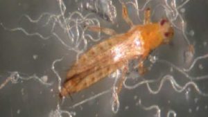 The Pros and Cons of Nematodes in Ornamentals