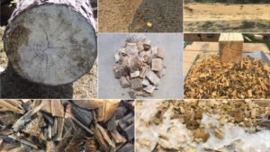 Challenges and Considerations of Using Wood Substrates: Biological Properties