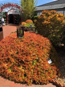 Abelia 'Kaleidoscope' (PlantHaven International)