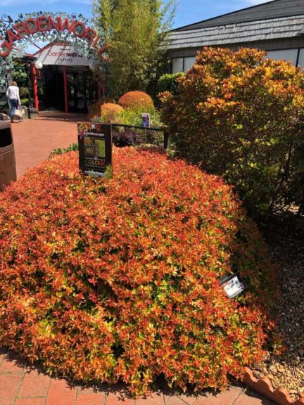 Abelia 'Kaleidoscope' (PlantHaven International)