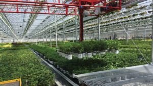 Learning Opportunity: Maximizing Greenhouse Profit and Worker Satisfaction With Automation